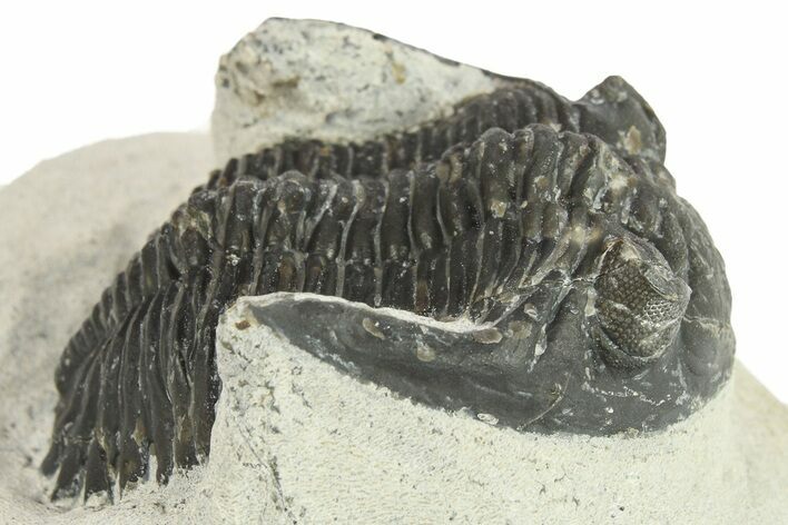 Bargain, Hollardops Trilobite Fossil - Ofaten, Morocco #287328